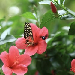 Close-up of butterfly pollinating on red flower