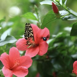 Close-up of butterfly pollinating on red flower