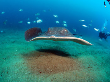 Close-up of a round stingray swimming in sea
