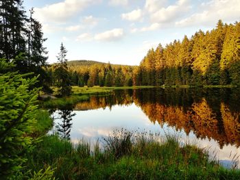 Scenic view of lake by trees in forest against sky