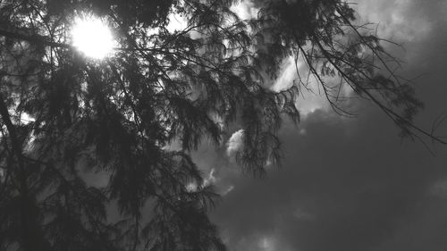 Low angle view of trees against sky