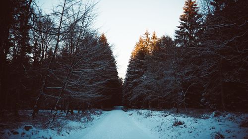 Snow covered trees against sky