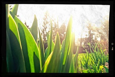 Close-up of fresh green grass