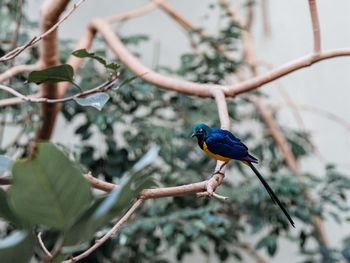 Close-up of bird perching on branch