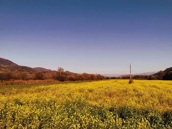 Scenic view of field against clear blue sky