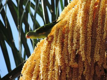 Low angle view of lizard on tree against sky