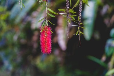 Close-up of pink flowering plant