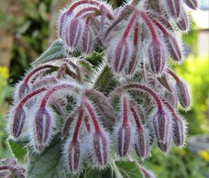 Close-up of plant