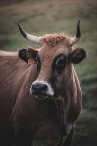 Portrait of cow on field