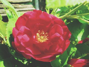 Close-up of red flowering plant