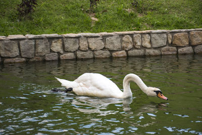 Swans in water