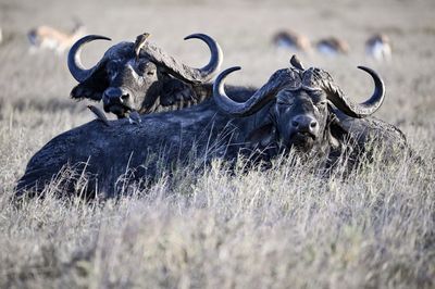 View of an animal on field