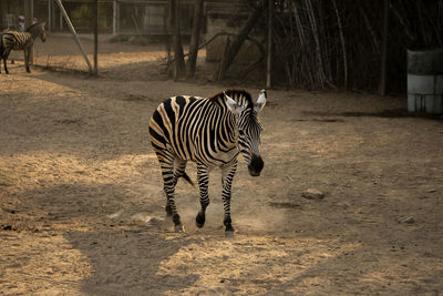 Zebra standing on a field