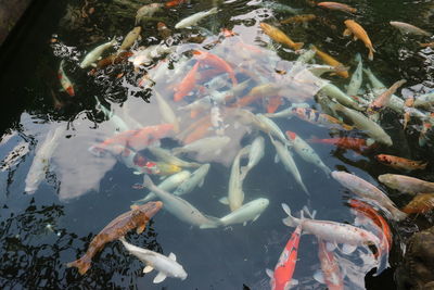 High angle view of koi carps swimming in pond