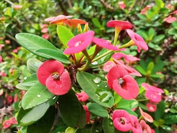 Close-up of pink flowering plant