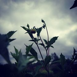 Low angle view of flowering plant against cloudy sky