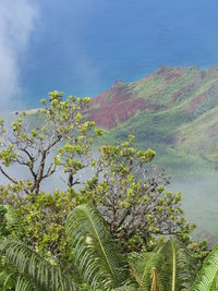 Trees growing on mountain