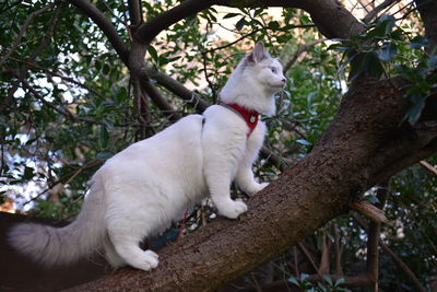 Low angle view of cat on tree