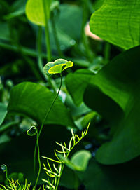 Close-up of green leaves