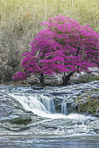Scenic view of waterfall in forest