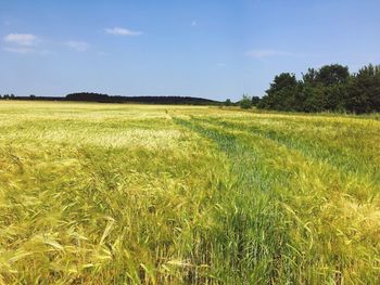 Scenic view of field against sky