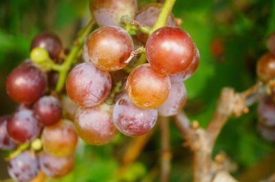 Close-up of cherries growing on plant