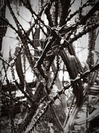 Close-up of plant against blurred background