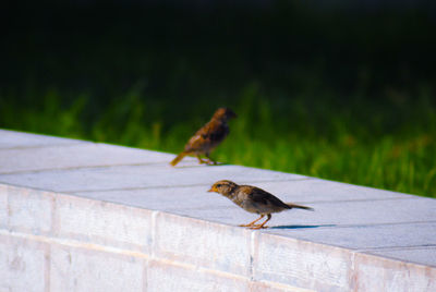 Close-up of a bird flying
