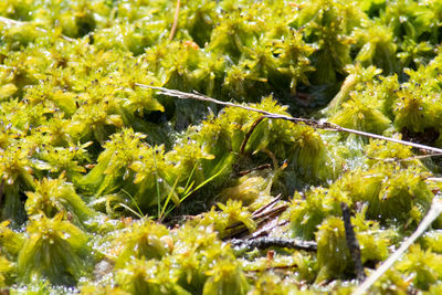 Full frame shot of fresh plants in water