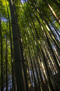 Low angle view of bamboo trees in forest