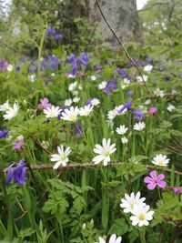 Close-up of purple flowering plants on field