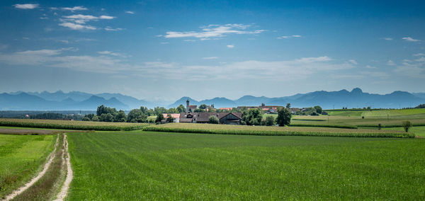 Scenic view of agricultural field against sky