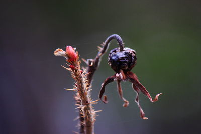 Close-up of wilted plant