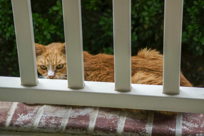 Portrait of cat relaxing by railing