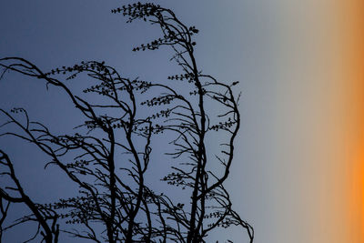 Low angle view of bare tree against clear sky