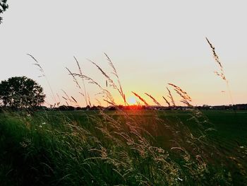 Scenic view of field against clear sky during sunset