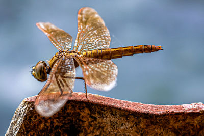 Close-up of butterfly on leaf