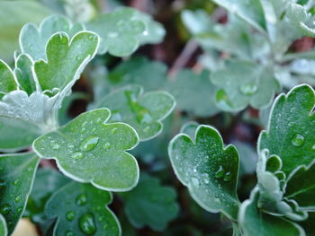 Close-up of water drops on leaves