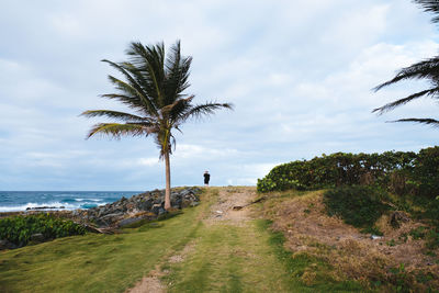 Palm trees by sea against sky