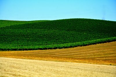 Scenic view of agricultural field against sky