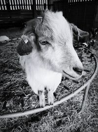 High angle view of goat standing in pen