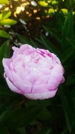 Close-up of pink rose