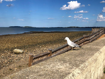 Seagull perching on railing by sea against sky