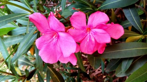 Close-up of pink flowering plant
