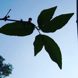 Low angle view of leaves against sky