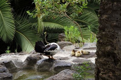 Birds perching on rock against trees