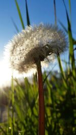 Close-up of dandelion flower