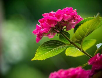 Close-up of pink flowering plant