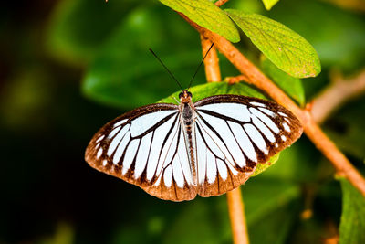 Close-up of butterfly on leaf