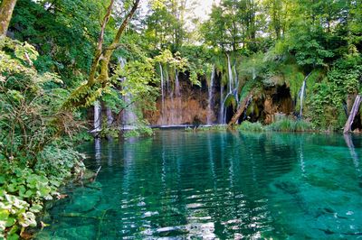 Scenic view of lake in forest